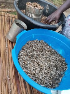 bitter and not bitter omena