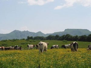 Njombe Forest reserve