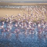 Flamingo Villas Boutique Hotel