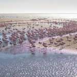 Flamingo Villas Boutique Hotel