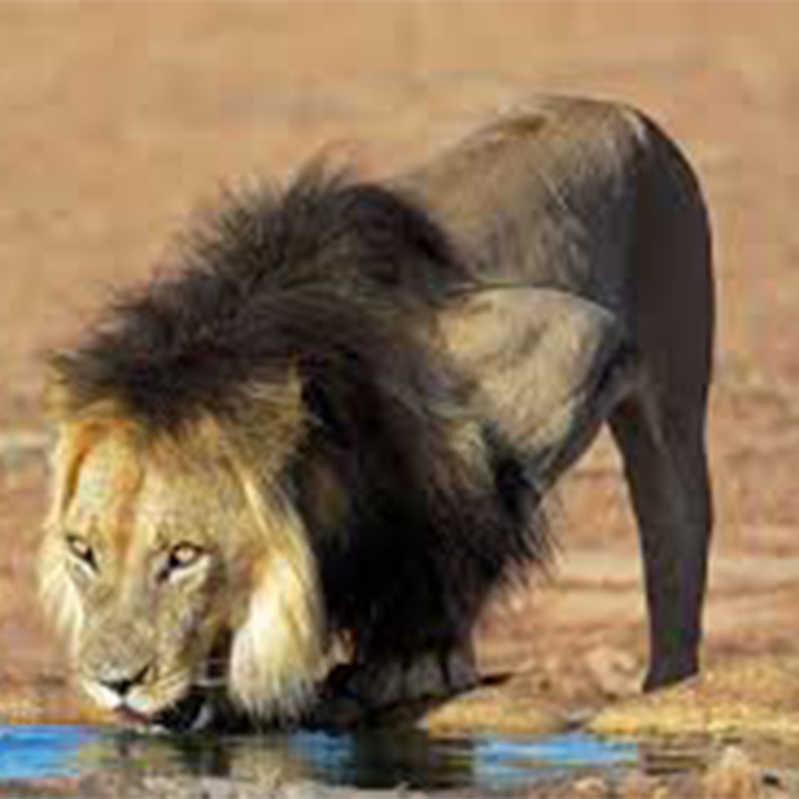 black-maned Kalahari lions