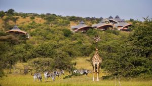 Mahali Mzuri Luxury Safari Camp. (kiwi)
