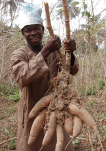 A cassava farmer. (iita.org)