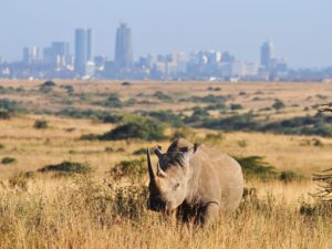 nairobi national park