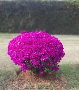 Meet Widson Ambaisi, landscape designer out to change Nairobi's landscape with mere plants and designs