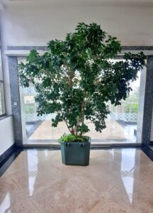 Meet Widson Ambaisi, landscape designer out to change Nairobi's landscape with mere plants and designs