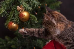 Christmas cat