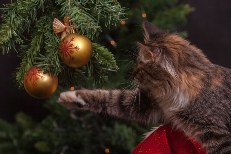 Christmas cat