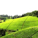 tea farm