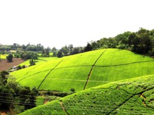 tea farm